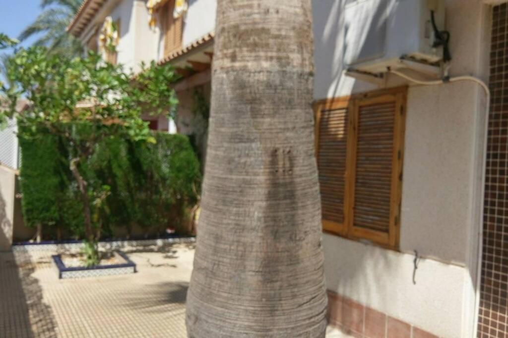 La Casa De La Palmera Apartment Torrevieja Ngoại thất bức ảnh